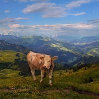 швейцарская корова :: Elena Wymann