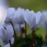 cyclamen :: Zinovi Seniak