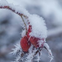 + :: Анатолий Нецепляев