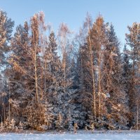 Зимний лес :: Алексей Сметкин