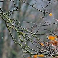 Ветви зимой :: Heinz Thorns