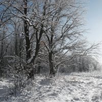 Зимний свет.. :: Андрей Заломленков