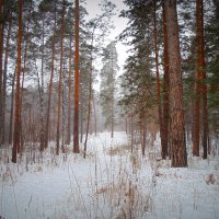 Снежный день в сосновом бору. :: Мила Бовкун