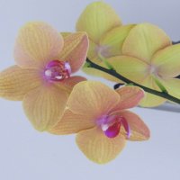 Орхидея. :: Валерьян Запорожченко