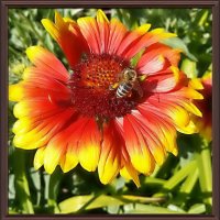 Цветок и пчела :: Владимир Бровко