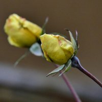 роза цветет в декабре :: Heinz Thorns
