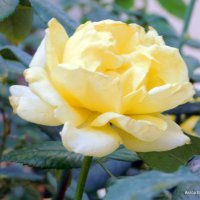 Желтая роза. :: Валерьян Запорожченко