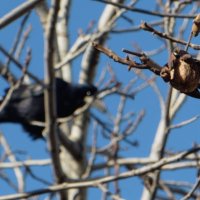 Грачи обрывают оставшиеся на дереве грецкие орехи... :: Татьяна Смоляниченко