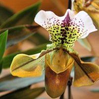 орхидея :: Владимир Холодницкий