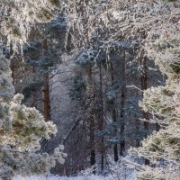 В морозной тишине :: Наталья Димова