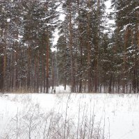 В заснеженном лесу . :: Мила Бовкун