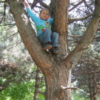 Мой внук, любитель лазить по деревьям. :: Юрий Тихонов