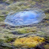 А в море плавают медузы... :: Ольга (crim41evp)