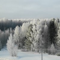 ледяной лес :: Владимир 