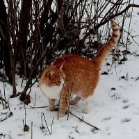 Встреча с рыжим котом :: Наталья Герасимова