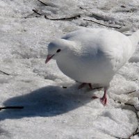 Белый голубь на белом снегу :: Вера Щукина