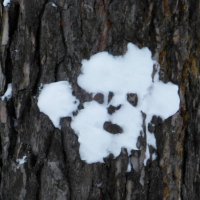 Позитивчик зимний, лесной :: Raduzka (Надежда Веркина)