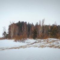 Смешанный лес на берегу. Зима. :: Мила Бовкун