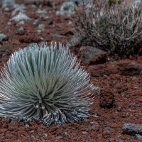 Haleakkala Silversword :: Arsen 