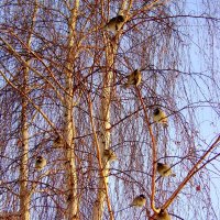 Птицы на дереве :: Марина Таврова 