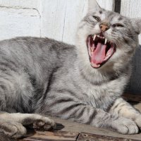 Улыбающая кошка :: IvanShcherbanyuk 
