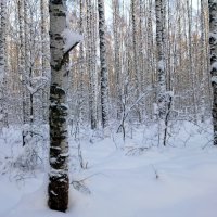 снежный лес :: Владимир 