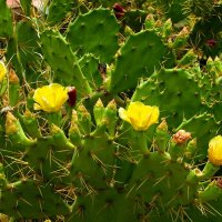 На Тенерифе кактусы растут как сорняки:) :: Лия ☼