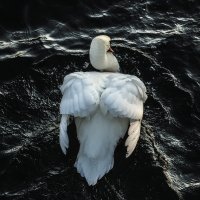 Мощь белой птицы :: Alexander Andronik