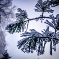 Зима :: Елена Берсенёва