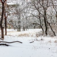 В лесу зимним утром :: Юрий Стародубцев