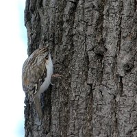 Пищуха (Certhia familiaris) :: Александр Чеботарь