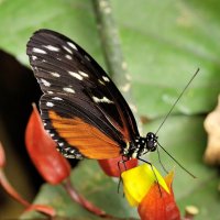 Heliconius hecale  :: Bo Nik