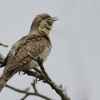 Вертишейка, или вертиголовка, или тикун, или крутиголовка (устар.) — Junx torquilla :: Александр Новожилов