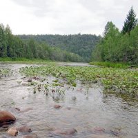 Горная река :: Вера Щукина