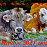 С наступающим Новым 2021 годом! :: Евгений Леоненко