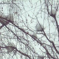 Снежные гнёзда :: Nikolay Monahov