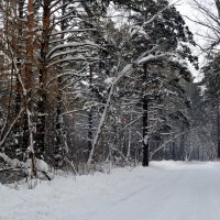 По зимней дороге :: Татьяна Лютаева