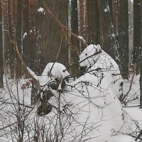 Наблюдение после снегопада.Два друга медведя, сидящие в обнимку :: Лидия (naum.lidiya)