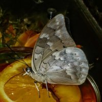 в музее живых бабочек :: Елена Шаламова