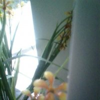 оранжевые цветочек :: миша горбачев