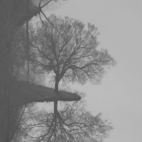 дерево и туман :: Heinz Thorns