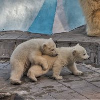 Освоение верховой езды. :: аркадий 