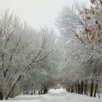 Зима сибирская 2 :: ирина 