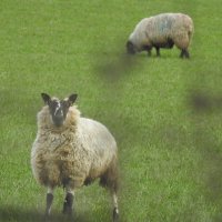 Овца с "макияжем", серьгами и в чулках! :: Natalia Harries