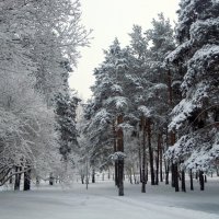 Очарование зимы.... :: Анна Суханова