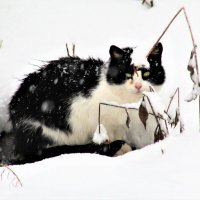 Снежный кот Кузя. :: Ольга Митрофанова
