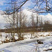 Вдоль берега замерзшей речки. :: Инна Щелокова