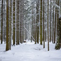 woods :: Zinovi Seniak