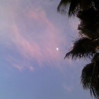 розовый закат с луной и справа деревья :: миша горбачев
