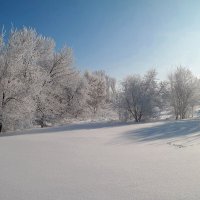 На белом покрывале января... :: Андрей Заломленков